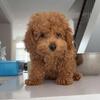 Miniature cockapoo looking for a new home 