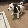 Chihuahua Pups for Sale