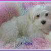 Our Sweet New Malshi Puppies~ "Camilla" is Ready for Her New Home!