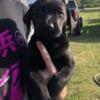 AKC chocolate and black Labrador retriever Puppies