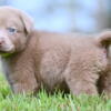 AKC Silver Labrador Retriever Puppies for Sale!