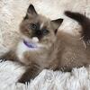 SOLD - Super Sweet Fluffy TICA Seal Mink Cherubim Ragdoll Kitten DNA Health Tested
