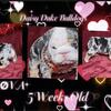 Akc English Bulldog puppies