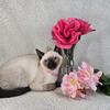 Illinois Siamese kittens Ready June 2025- Seal point kittens - Call or E-mail