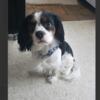 Male Cavalier King Charles Spaniel Puppy For Adoption