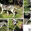 Great dane