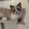 Ragdoll Kittens (2 males)