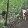 Female Yorkshire Terrier