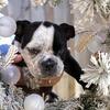 Exotic Micro bully
