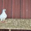 Portuguese tumbler pigeons