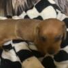 2 wk old dachshund puppies