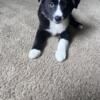 Mini Australian shepherd male