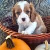 Cavalier king charles spaniel puppies 