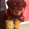 Female Rottweiler puppy last of the litter 10 weeks old