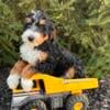 Miniature Bernedoodle puppies