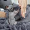 Sphynx Cat for sale in Michigan