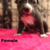 Pitbulls Puppies Rehoming