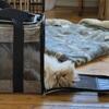 British Longhair Cat