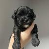 Shihpoo (shihtzu/poodle) puppies