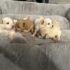 Beautiful Maltipoo Pomeranian mixed puppies