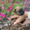 Boxer puppies fawn and white