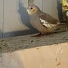 tame cockatiels