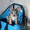 Blue merle french bulldog female puppy