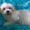 Absolutely Adorable Male Malshi Boy~3/4 Maltese 1/4 Shihtzu~ "Austin" is ready for his new home!