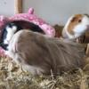4 Female Guinea Pigs, Love to be hand fed 4 for $40