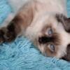 Armani sweet seal point ragdoll kitten