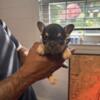 AKC registered Frenchbulldogs for sale