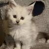 Maine Coon Kittens!