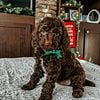 F1B Mini Cockapoo Puppies