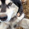 Wooly malamute puppies