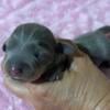 Ckc Dachshund puppies