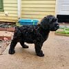 Beautiful female Giant Schnauzers puppies