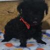NO FLIPPERS!  $1600 FIRM TOY POODLE GIRL BROOKLYN  NYC