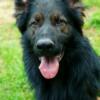 AKC dark sable male German Shepherd, OFA health tested & titled