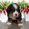AKC male Bernese Mountain Dog