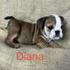 Akc English Bulldog puppies all sold