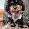 Cockapoo