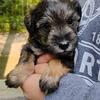 Miniature Schnoodle Puppies