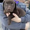 Chocolate and Silver Lab Puppies