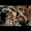 XMAS LITTER OF 4 "CHIWEENIE-MINIS" PUPPIES-$600