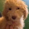 Toy Poodle Puppy 16 weeks old Male