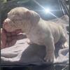 3x Crown bully pups