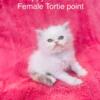 Torti point girls tica registered