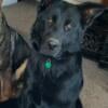 1 year old DDR CZECH BLACK MALE AVAILABLE