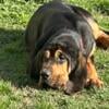 AKC Bloodhound Puppies