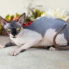 BREEDING STOCK SPHYNX SELL OUT! YOUNG CATS!